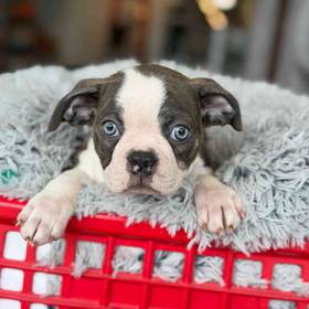 Boston Terrier