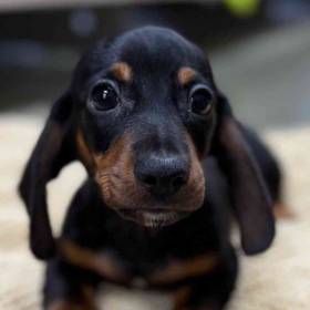 Dachshund