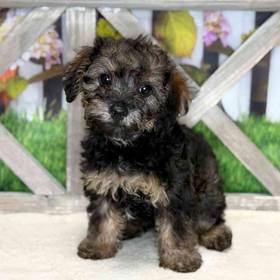 Yorkie-Poo