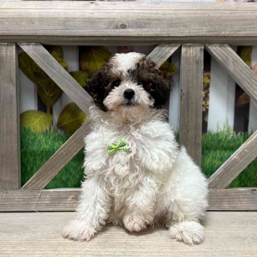 Image of a pet breed in the gallery