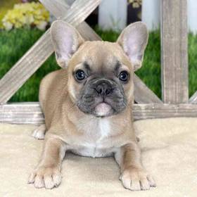 French Bulldog