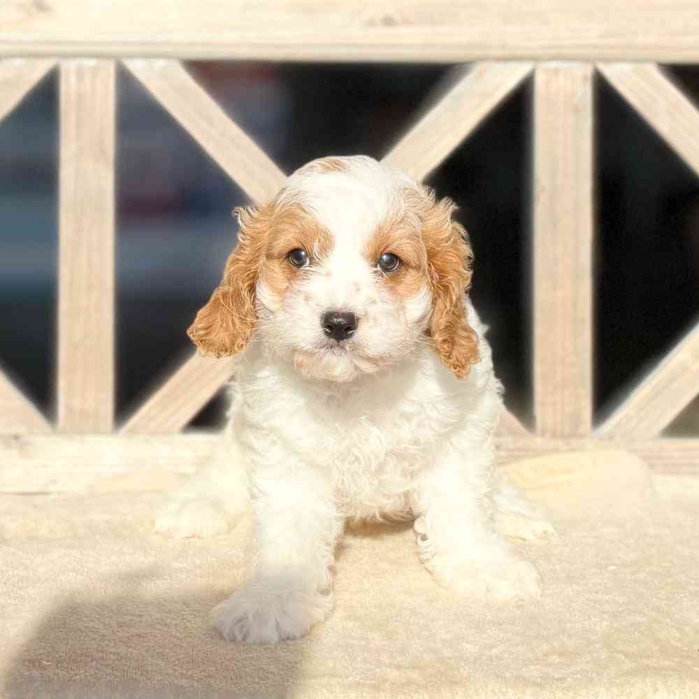 pet breed image