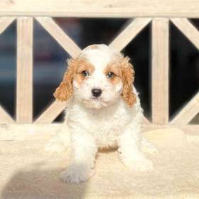 Cavapoo