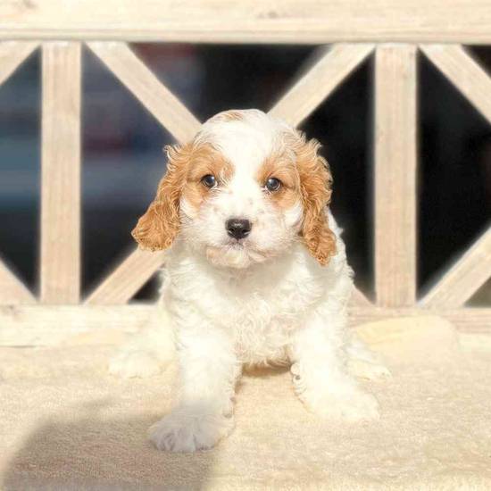 Toby