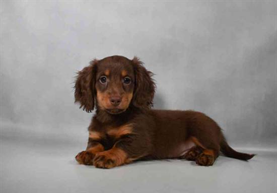 Dachshund