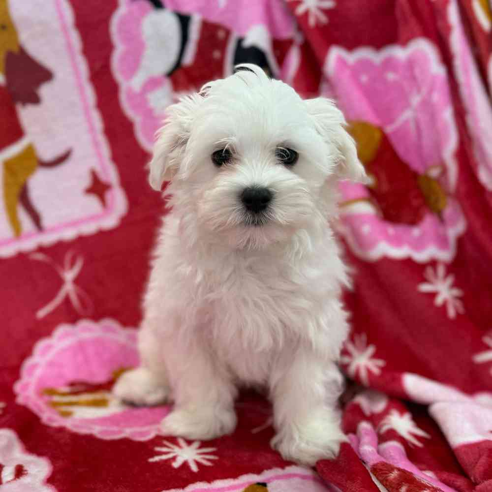 Image of a pet breed in the gallery