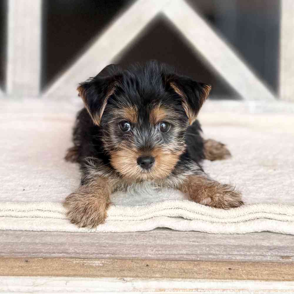pet breed image