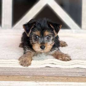 Yorkie
