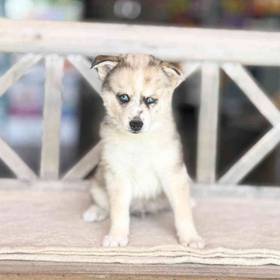 Pomsky