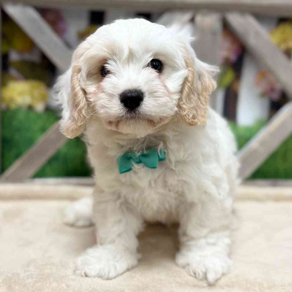 Image of a pet breed in the gallery
