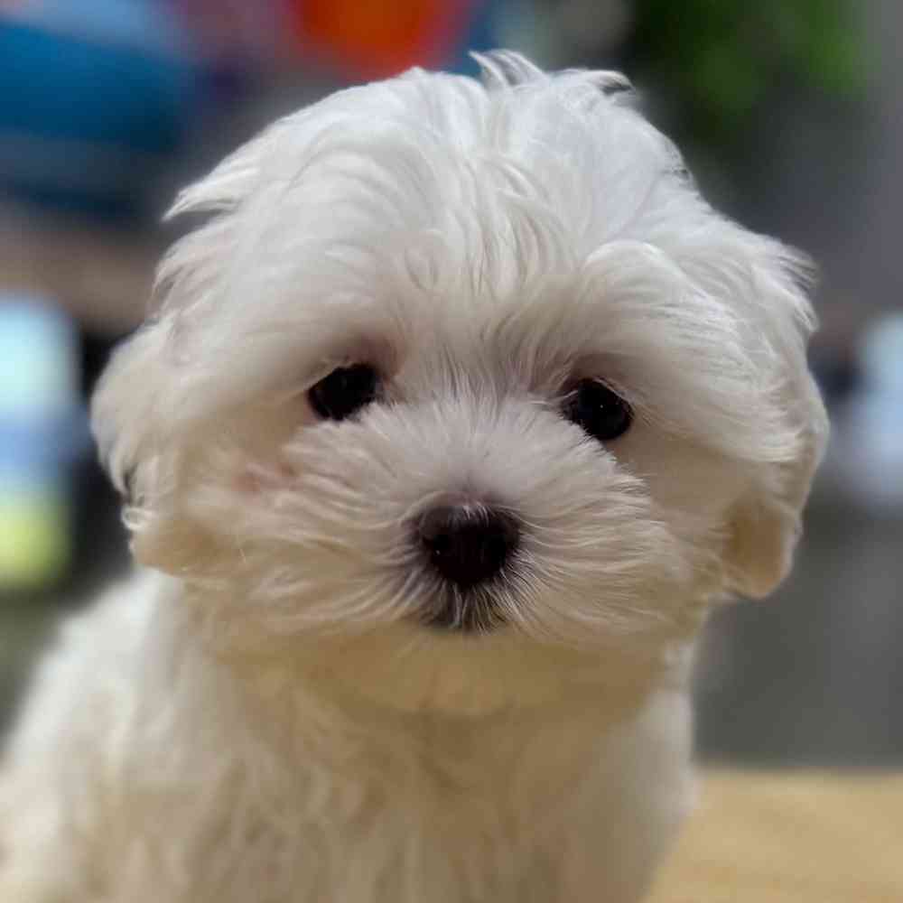 pet breed image