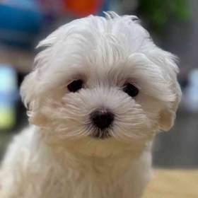 Maltese