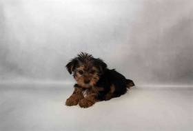 Yorkie