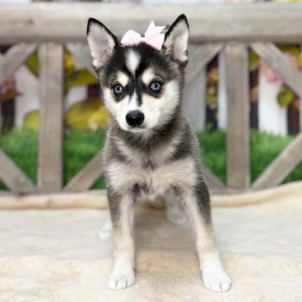 pet breed image