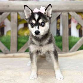 Alaskan Klee Kai