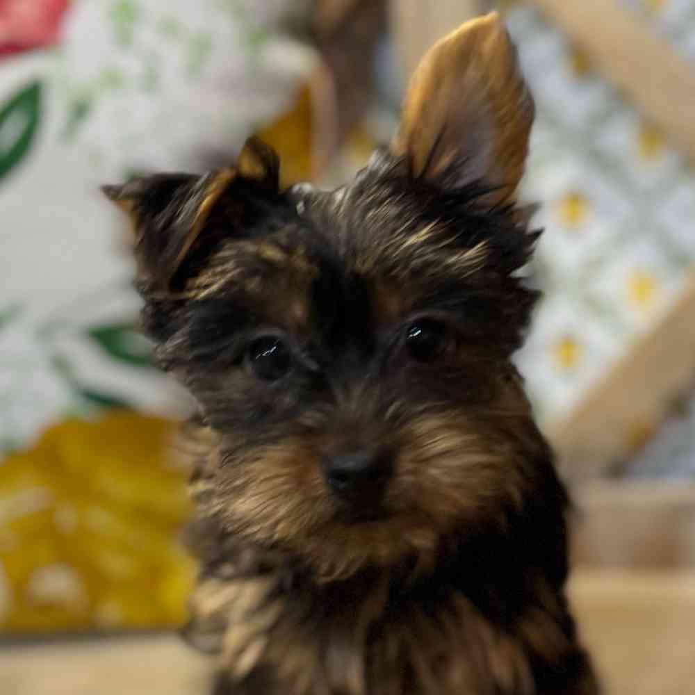 Image of a pet breed in the gallery