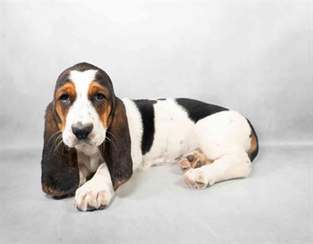 pet breed image