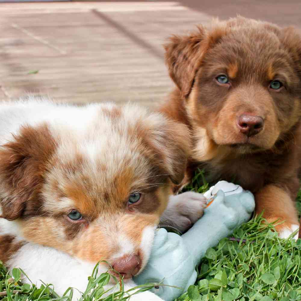carousel pet images