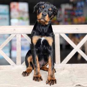 Rottweiler
