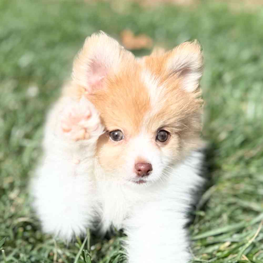 pet breed image