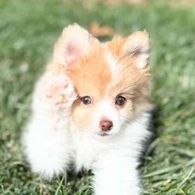 Pomeranian