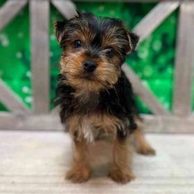 Yorkie