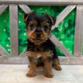Yorkie