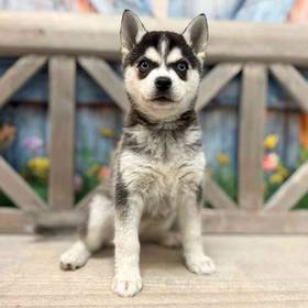 Alaskan Klee Kai