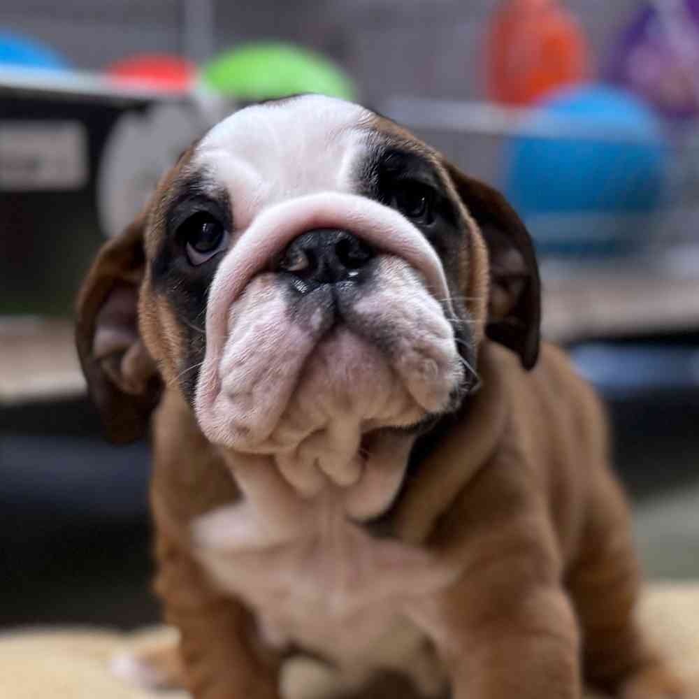 pet breed image
