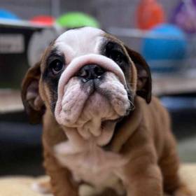 English Bulldog