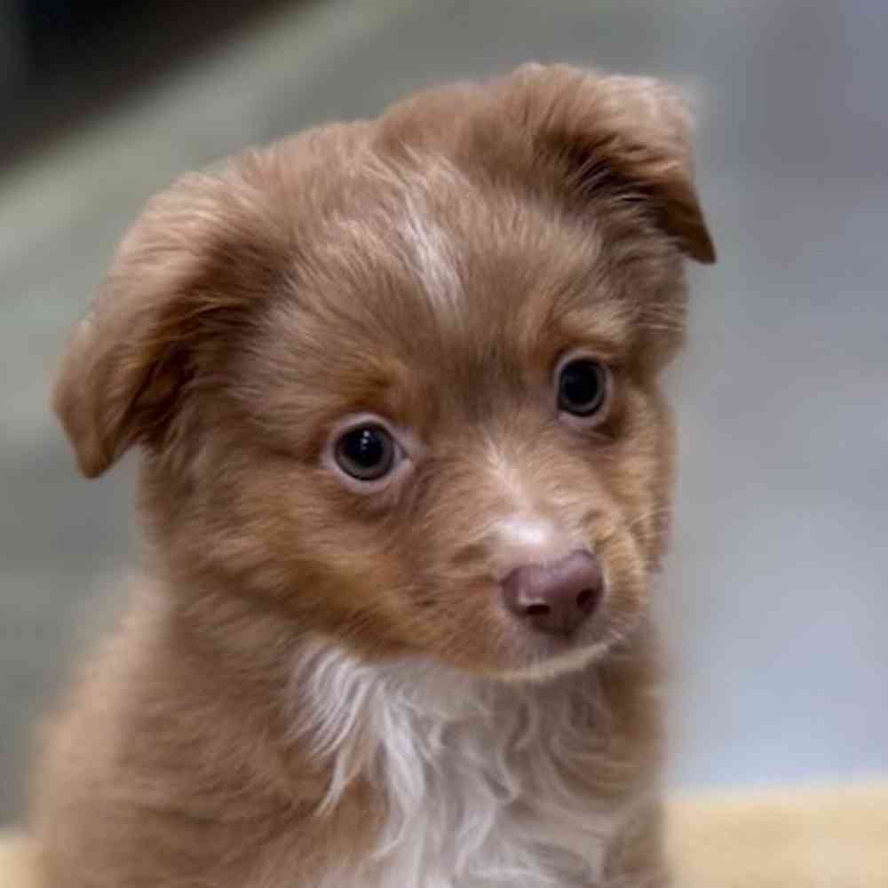 Image of a pet breed in the gallery