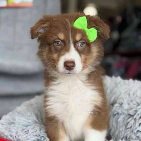 Australian Shepherd