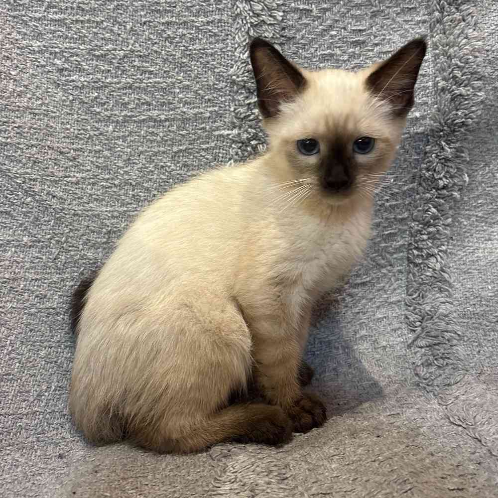 pet breed image