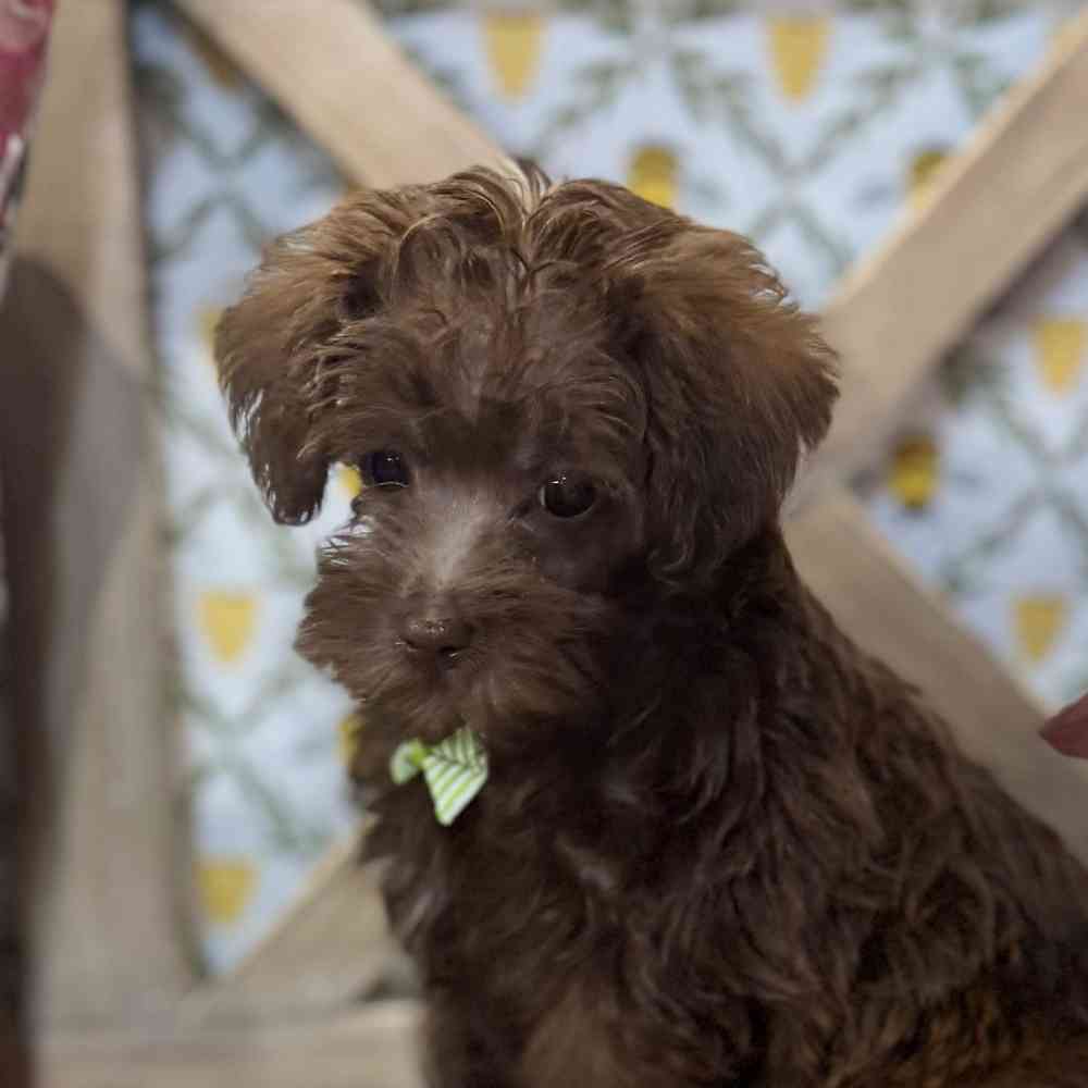pet breed image