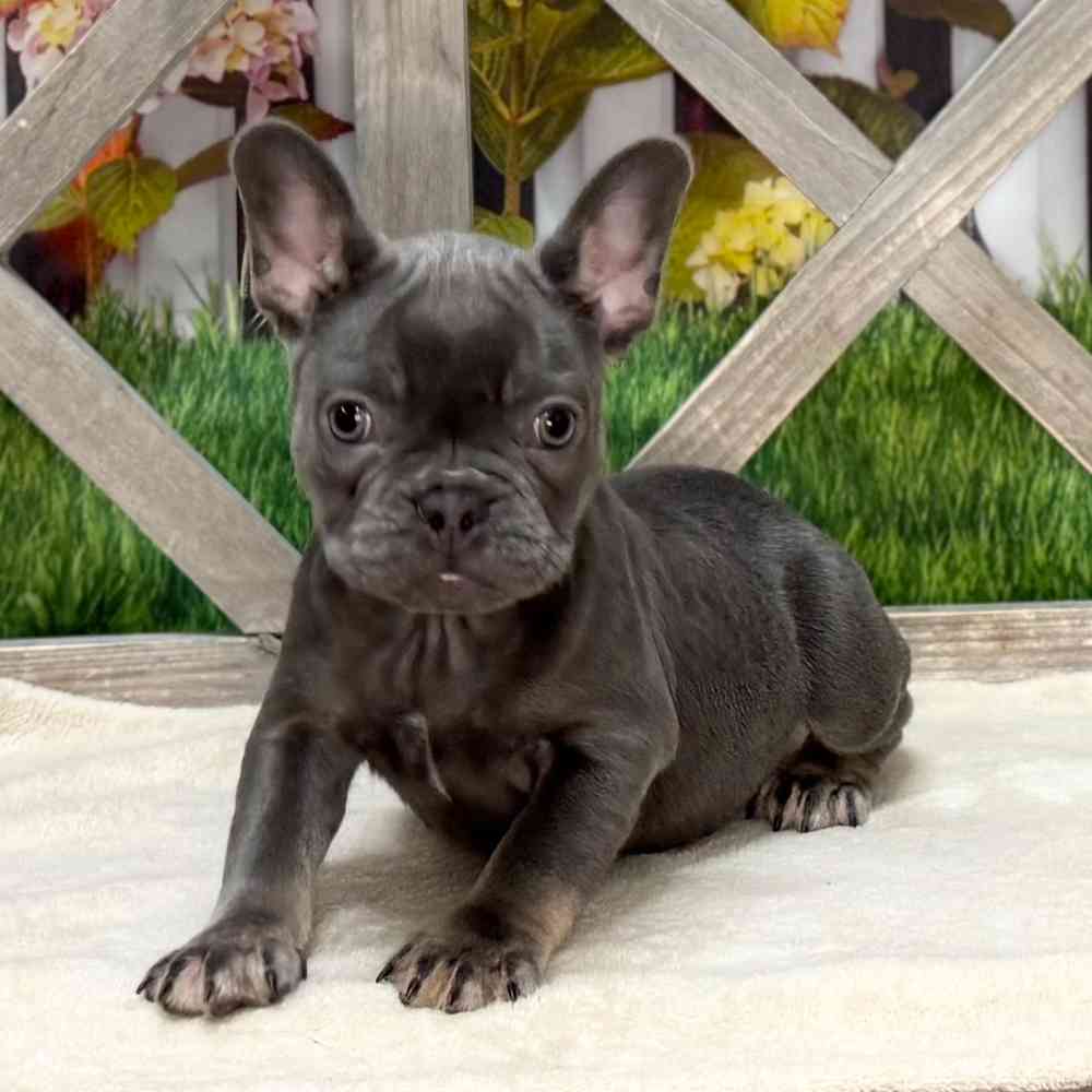 pet breed image