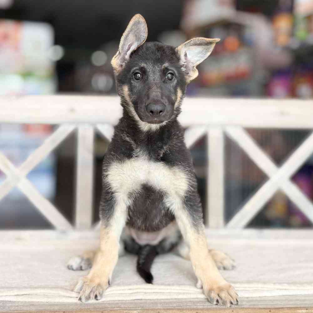 pet breed image