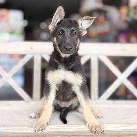 German Shepherd