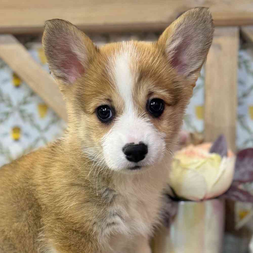 Image of a pet breed in the gallery