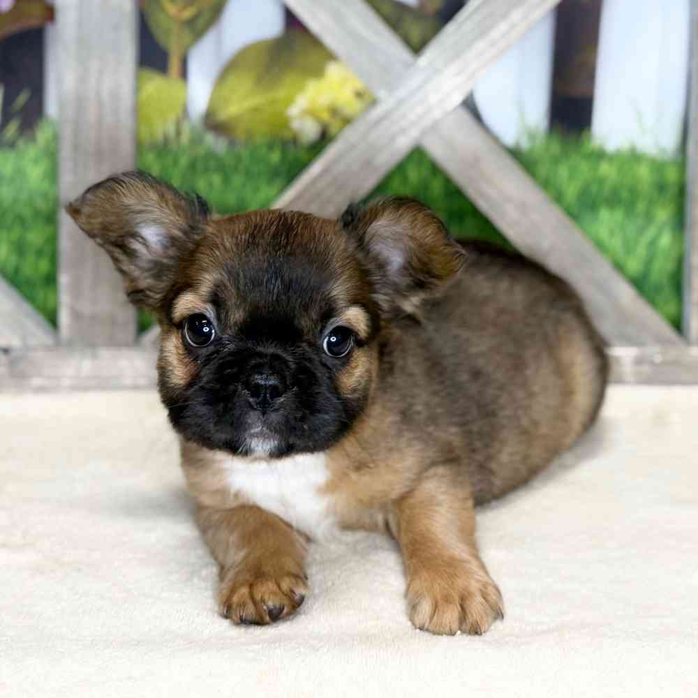 pet breed image