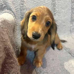 Dachshund