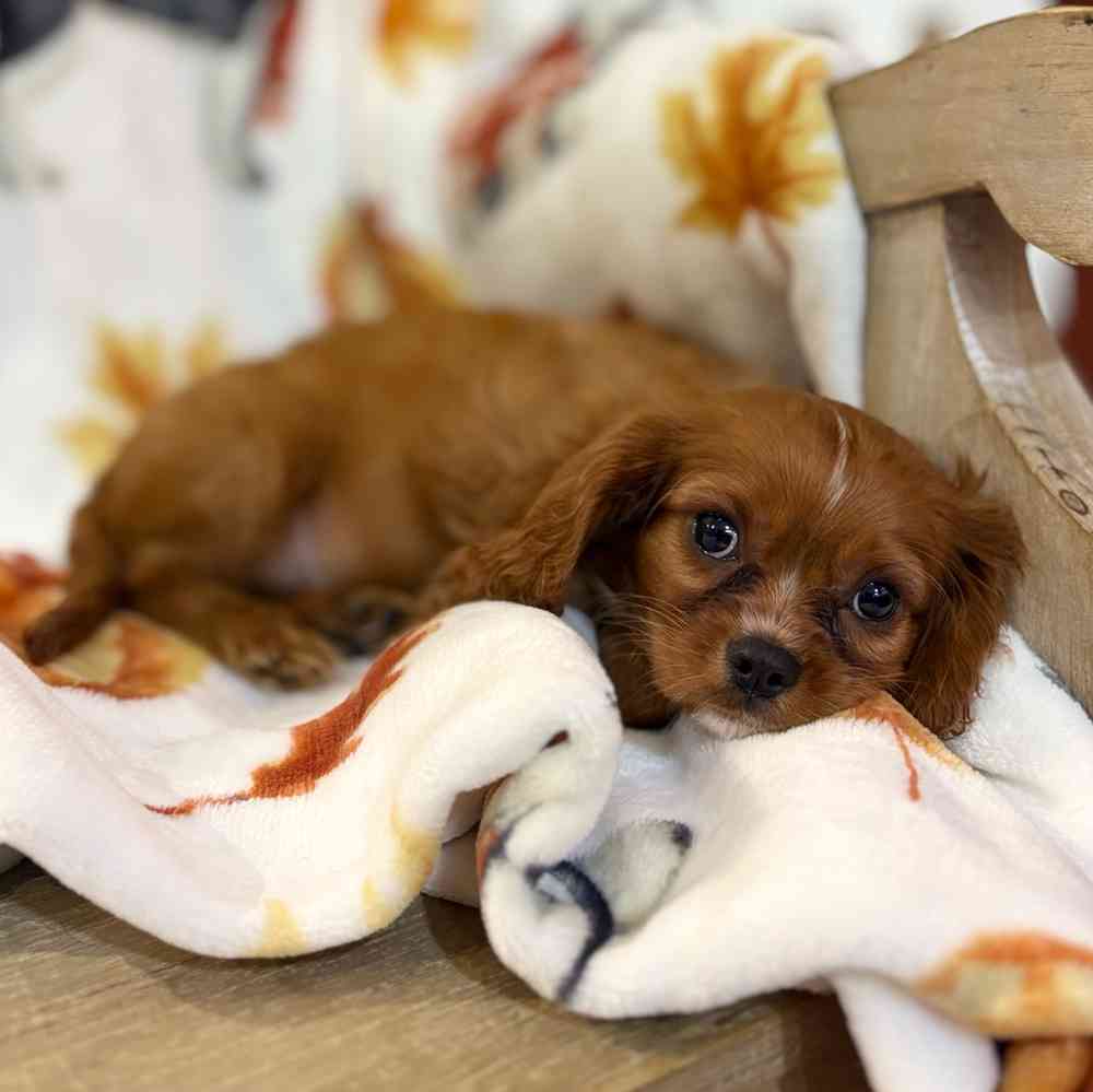 pet breed image