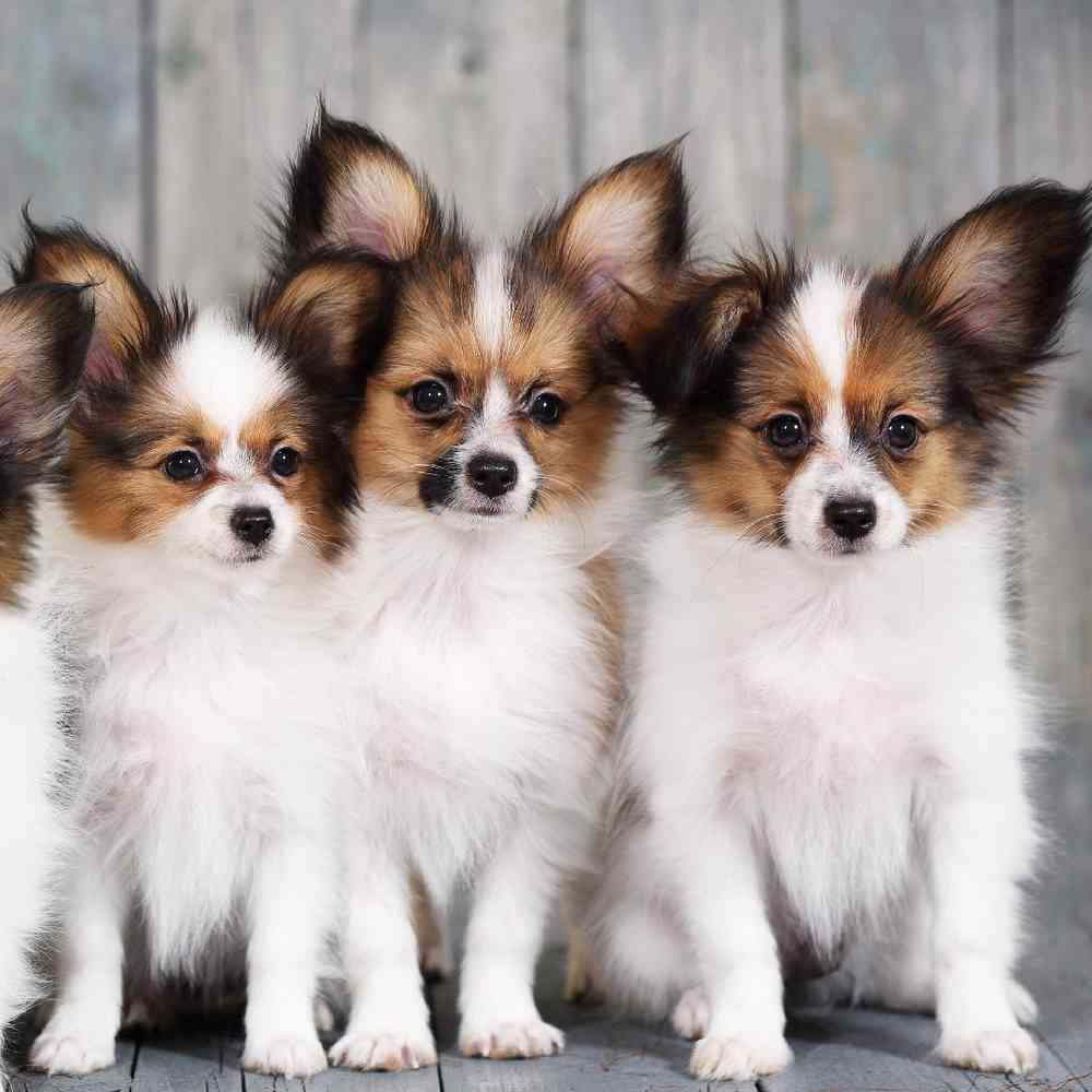 carousel pet images