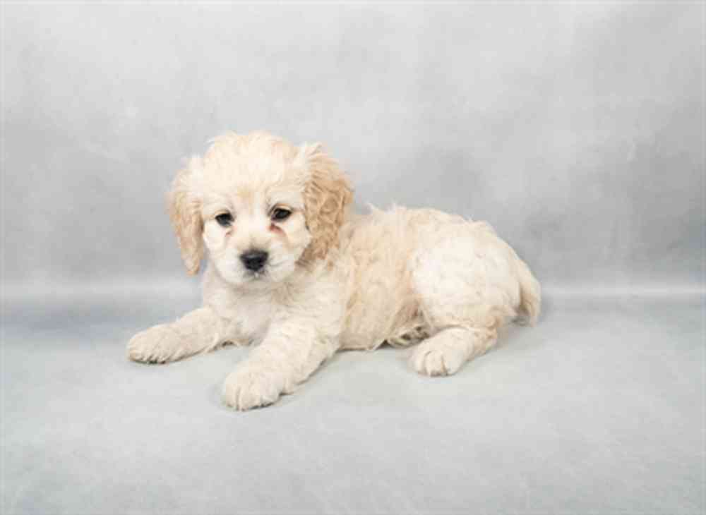 Image of a pet breed in the gallery