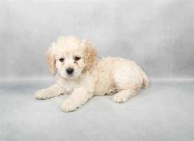 Cockapoo