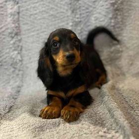 Dachshund