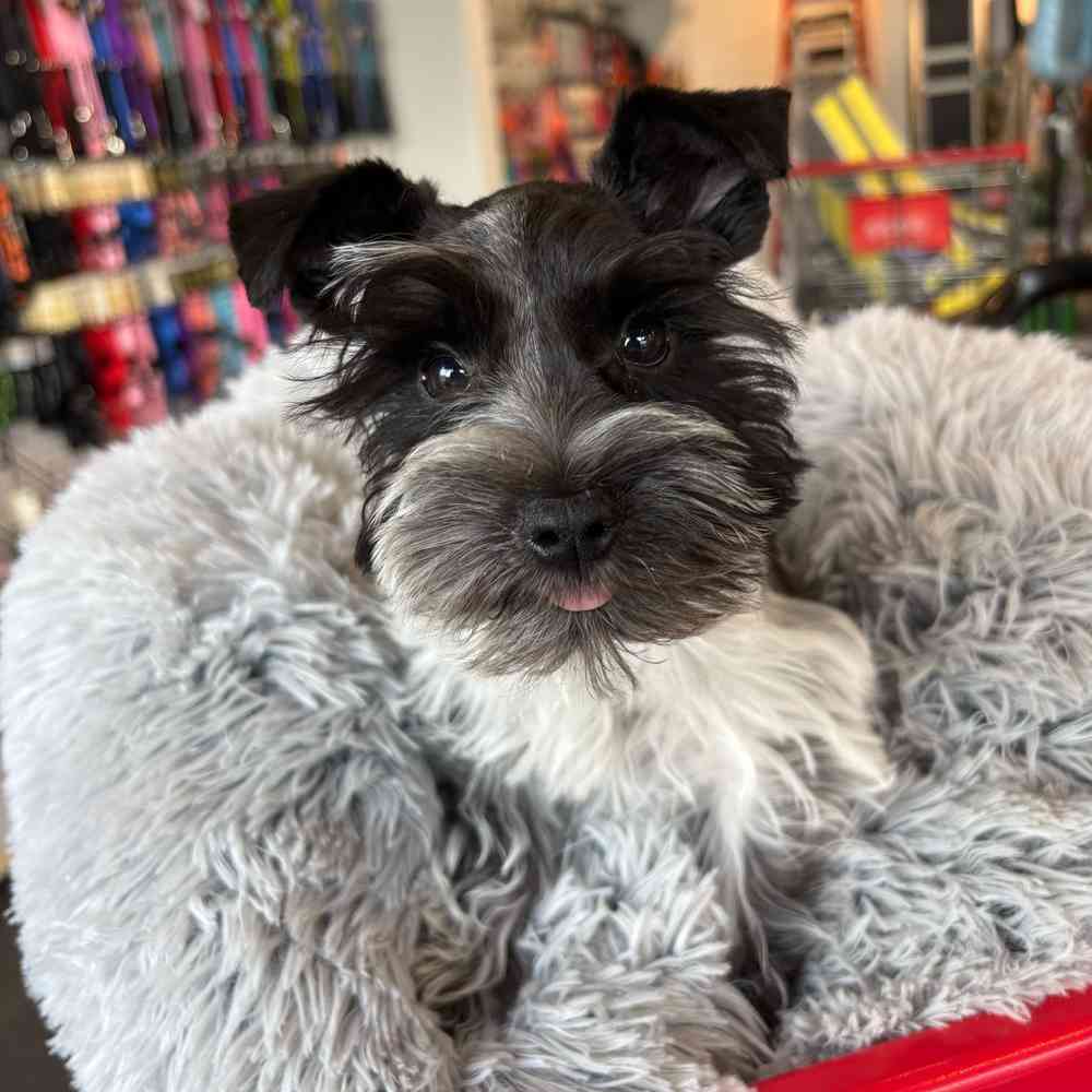 carousel pet images