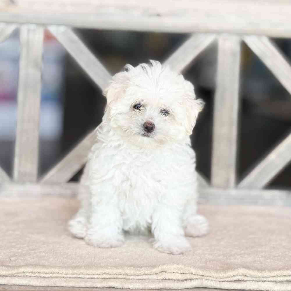 pet breed image