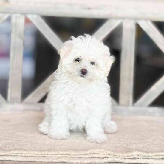 Snowball