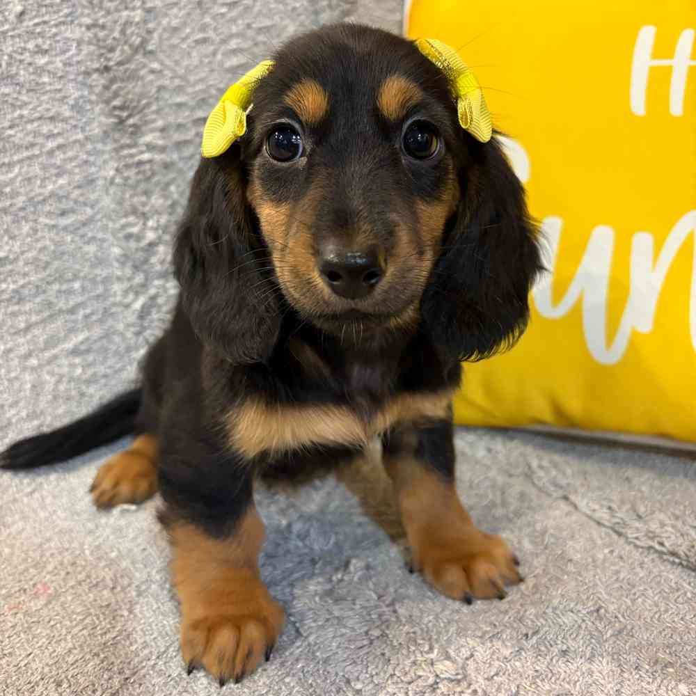 Image of a pet breed in the gallery