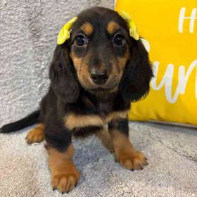 Dachshund